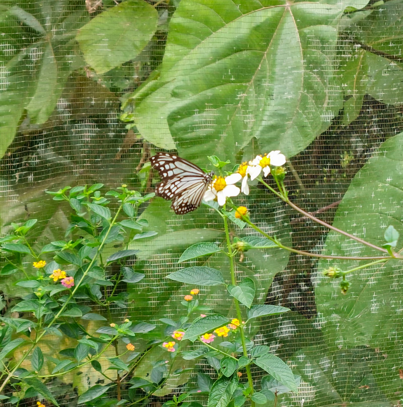 Butterfly Park Luang Prabang