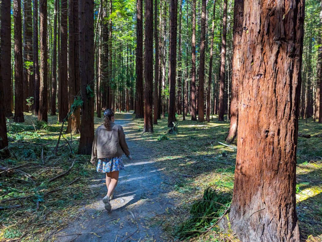 Redwoods Park New Zealand