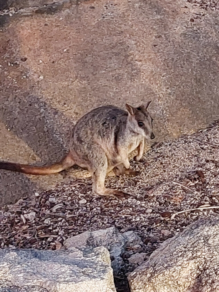 Rock Wallaby on Magnetic Island