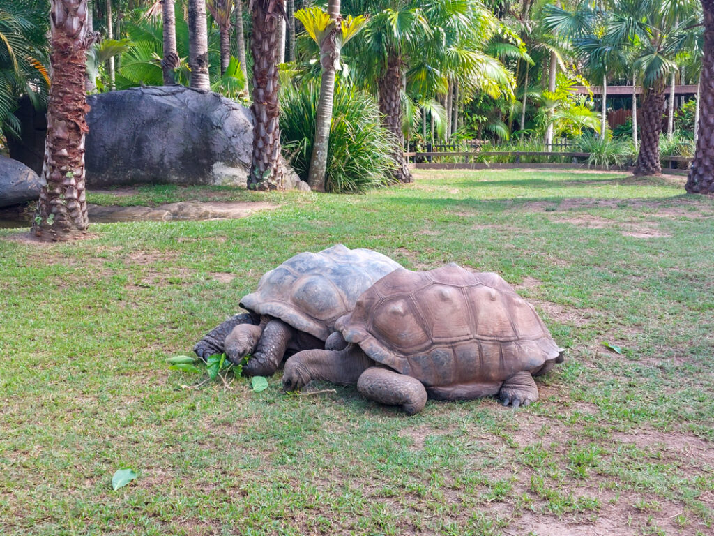 Australia Zoo Day Trip Brisbane