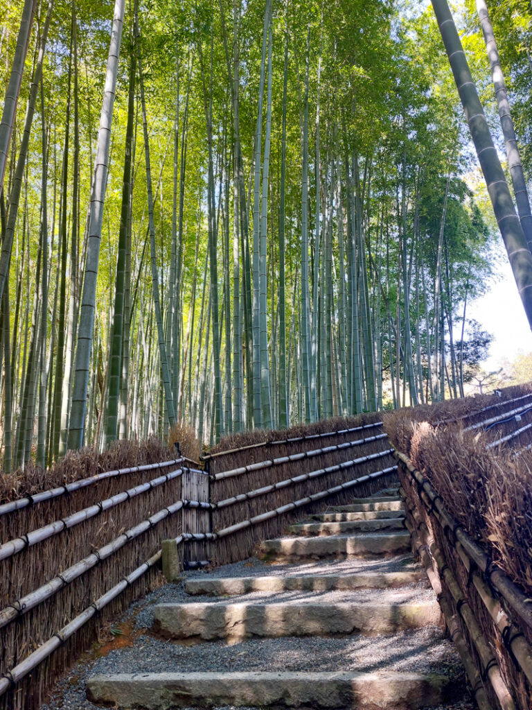 Adashino temple bamboo forest