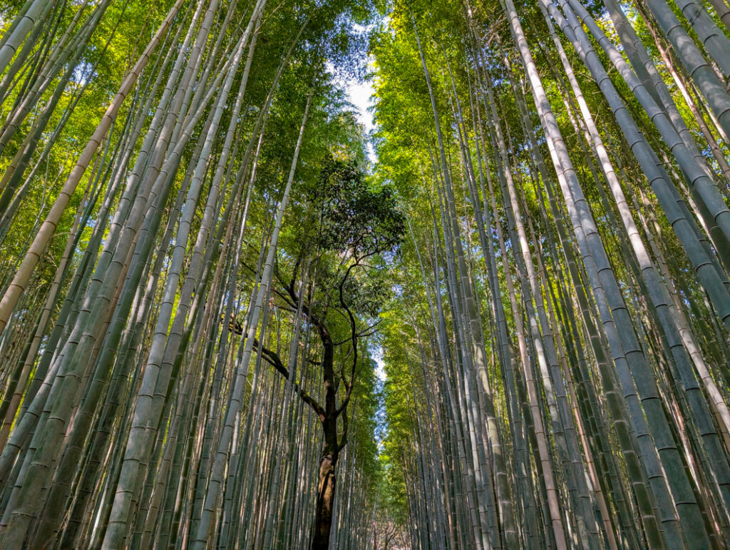 Arashiyama Bamboo Forest