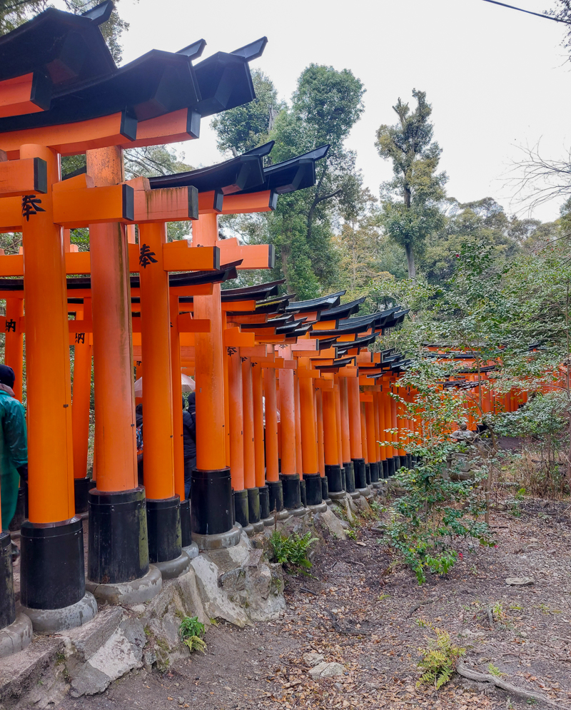 Fushimi Inari red torii gates