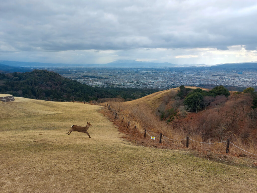 Nara Deer