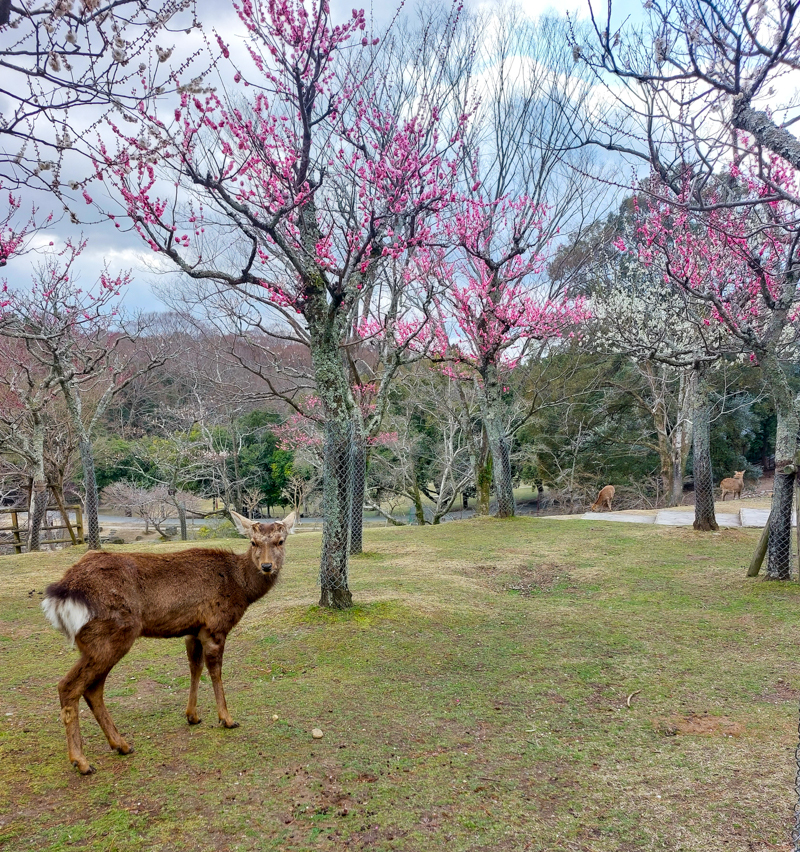 Nara Day trip Osaka