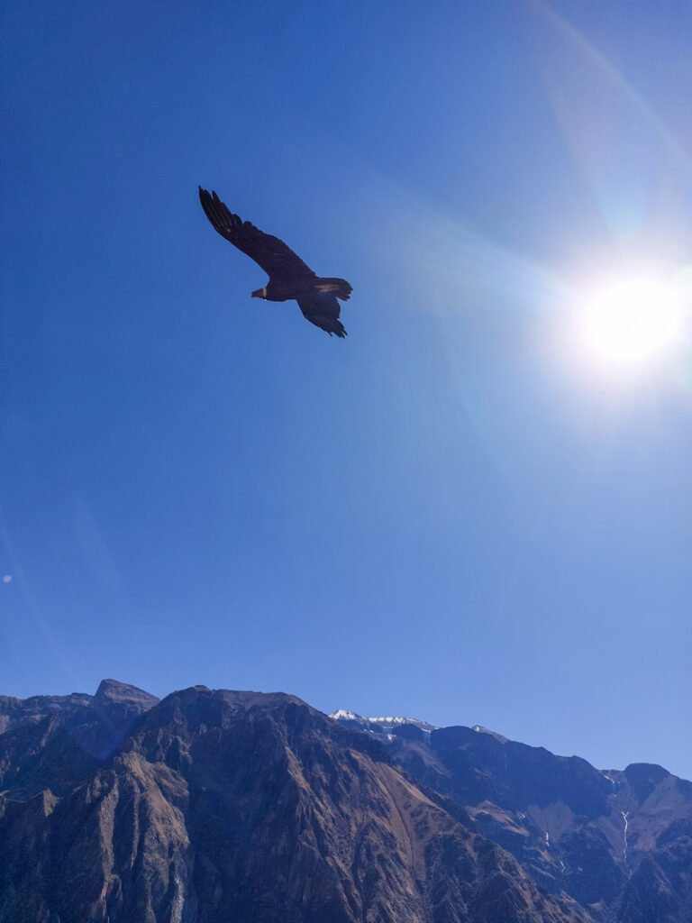 Andean Condor Colca Canyon