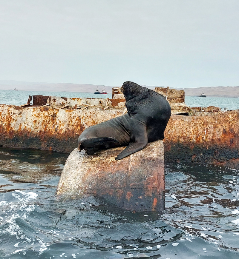 Sea Lion Paracas