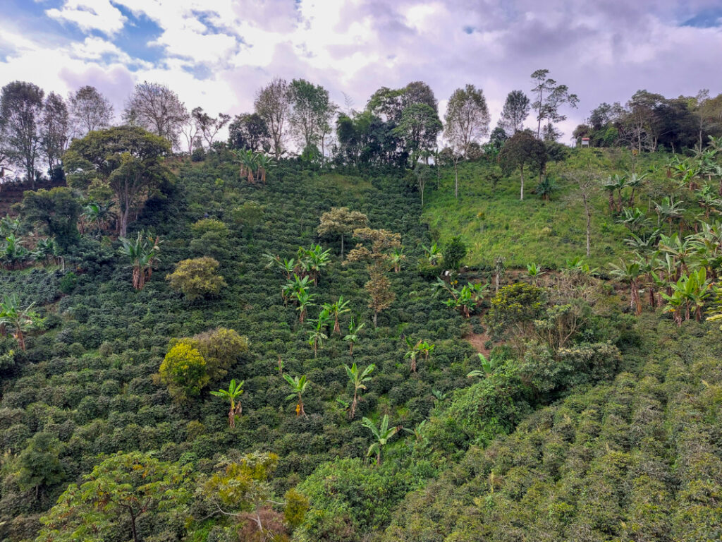 Salento Coffee farm tour colombia