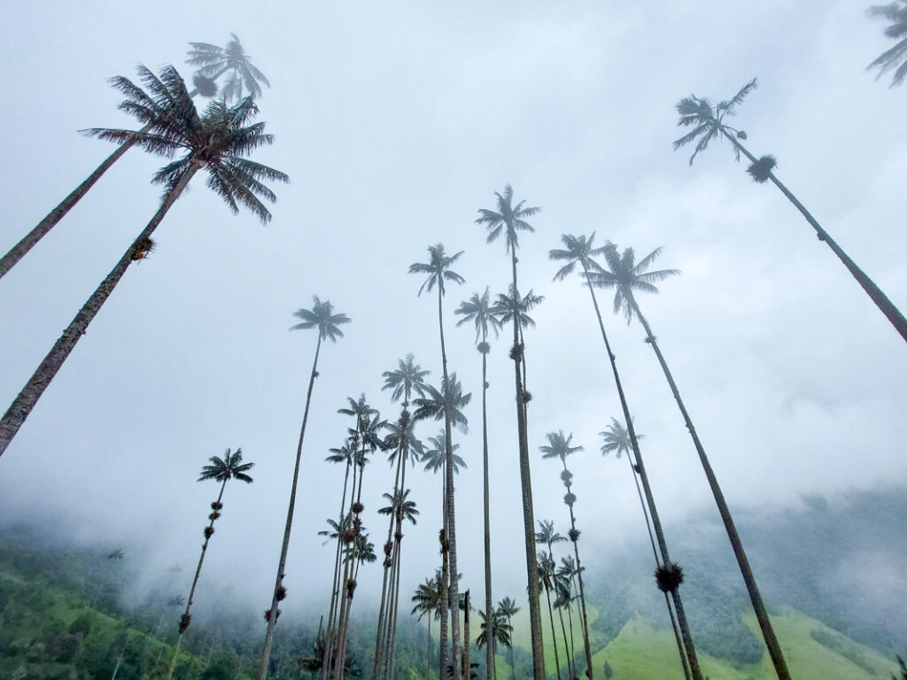 Cocora Valley Salento Itinerary