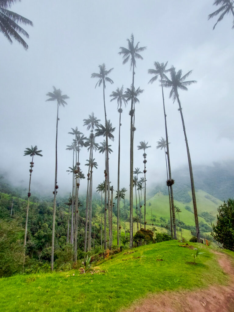 Cocora Valley Salento Colombia