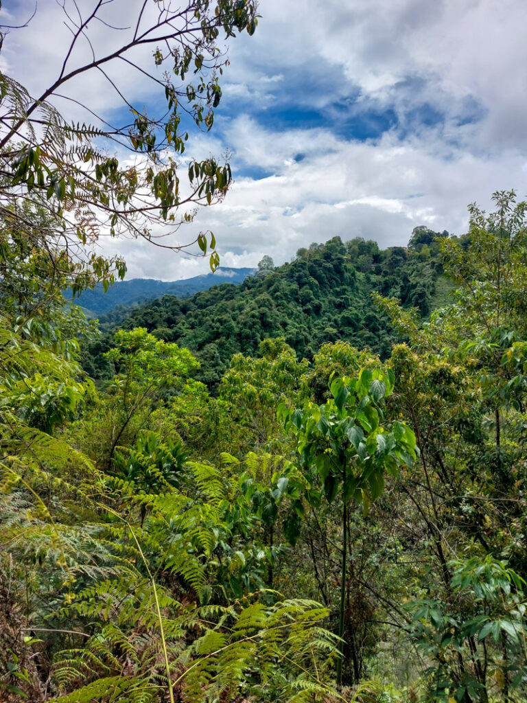 Kasaguadua Reserve Salento