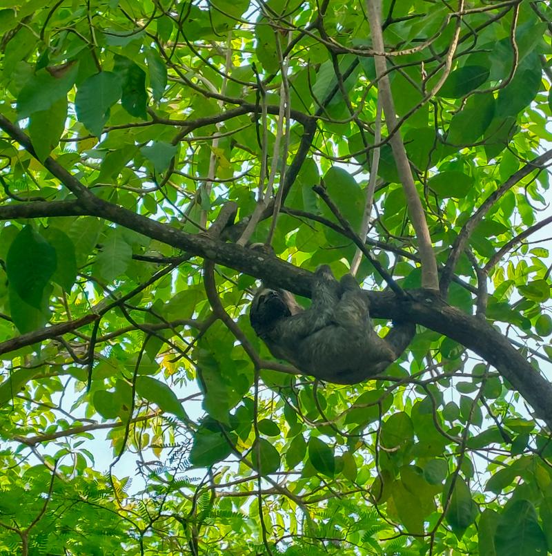 Sloth in Centenario Park Cartagena