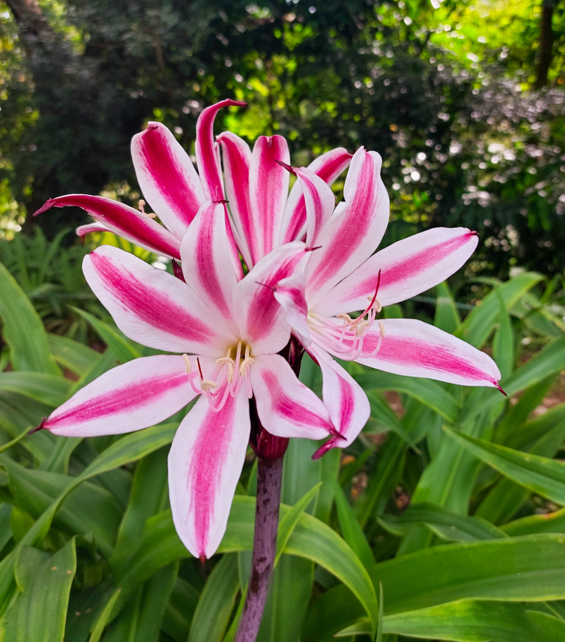 Park Arvi Medellin Colombia